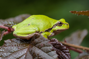 European tree frog sitting on a red hazelnut bush