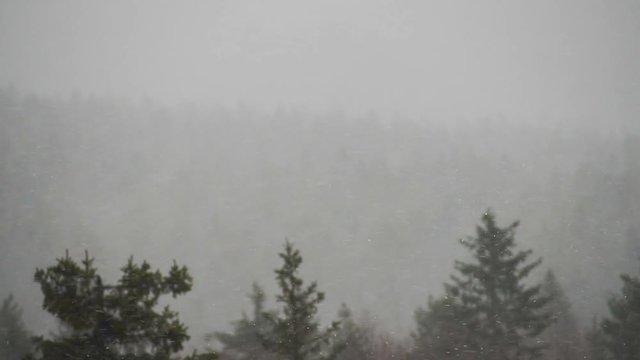 Snow faling above the pine wintry forest. Cloudy weather, misty woods view. Epic winter landscape, misty atmosphere.   