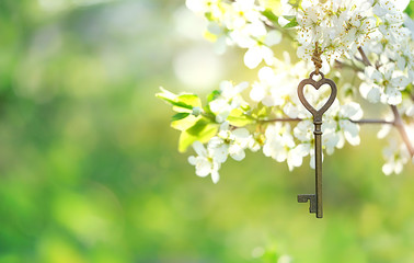 Vintage golden key on blossom cherry branch in garden. Spring green floral gentle natural...