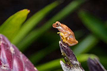 Young hourglass treefrog on a bromeliad