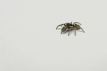 Striped jumping spider hunting fruit flies on a wall