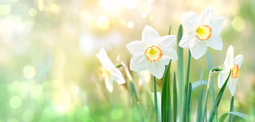 beautiful gentle green spring panorama background with daffodils, bokeh effect. Daffodil floral spring background. Easter Spring Flowers, Mother's Day gift. elegant Springtime green scene. copy space