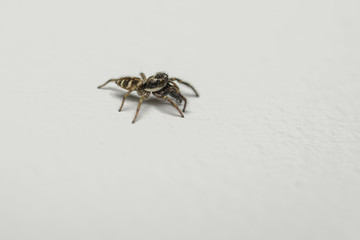 Striped jumping spider hunting fruit flies on a wall