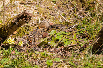 Female mallard duck sitting on its nest