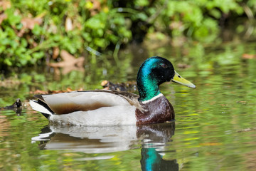 Male mallard duck on a lake
