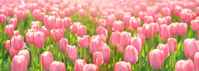 Sunny spring background with pink tulips for mothers day, 8 march greeting holiday background. beautiful pink tulips spring template background celebration. spring time. banner, copy space