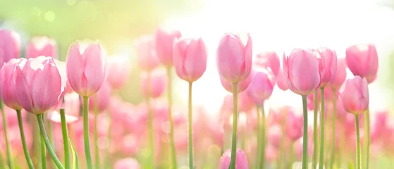 Foto op Plexiglas mooie roze tulp op wazig lente zonnige achtergrond. heldere roze tulp bloem achtergrond voor lente of liefde concept. prachtige natuurlijke lentescène, textuur voor ontwerp, kopieerruimte. banier © Ju_see