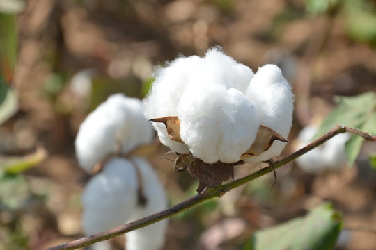 un champs de Coton biologique  produit au Burkina faso par les cotonculteurs  paysans.