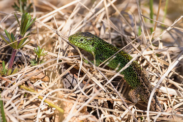 Male sand lizard sitting on top of dry grass