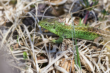 Male sand lizard sitting on top of dry grass