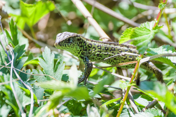 Male sand lizard sitting on top of dry grass