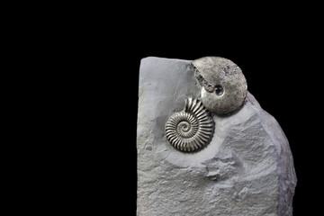 Pyrite ammonites Tragophylloceras and Polymorphites, Lower Pliensbachian / Lower Jurassic, 185 million years from the Liassic Syncline of Herford (Germany)