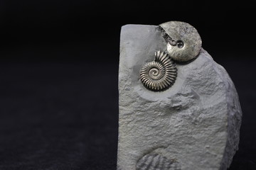Pyrite ammonites Tragophylloceras and Polymorphites, Lower Pliensbachian / Lower Jurassic, 185...