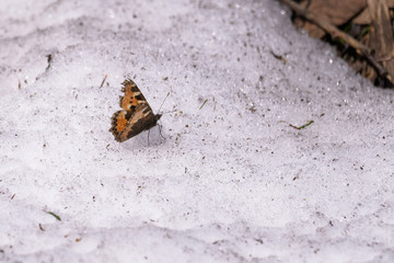 Tortoiseshell butterfly sitting on snow