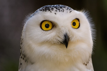 Closeup portrait of a snowy owl