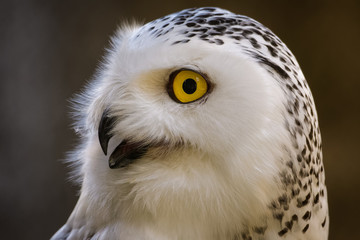 Fototapeta premium Closeup portrait of a snowy owl