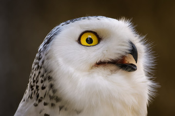 Closeup portrait of a snowy owl