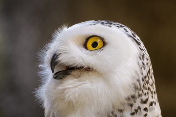 Closeup portrait of a snowy owl