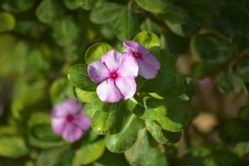 Obraz na płótnie Canvas Pink flowers in garden, pollen bloom nature plants leaf