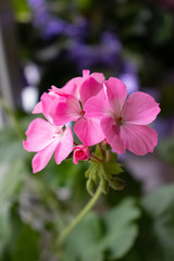 Geranium beautiful home room flower, bloomed pink Bud