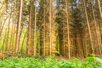 Fototapeta premium Beautiful tall tress in forest receiving the last minutes rays of sun
