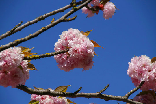 Beautiful pink cherry blossoms (Sakura) on sunny blue sky
