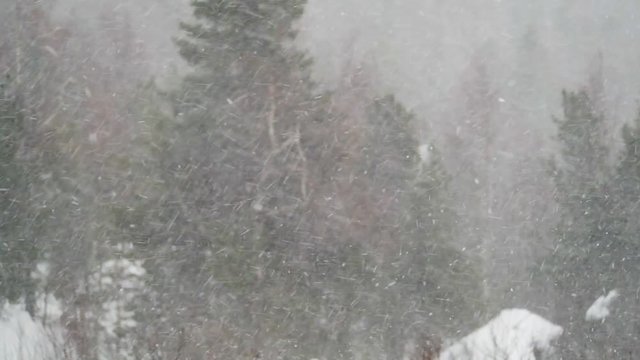 Snow faling above the pine wintry forest. Cloudy weather, misty woods view. Epic winter landscape, misty atmosphere.   