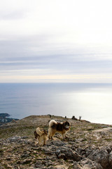 Fototapeta na wymiar Malamute dog walking on spring mountains. Road in the mountains, hiking trails.