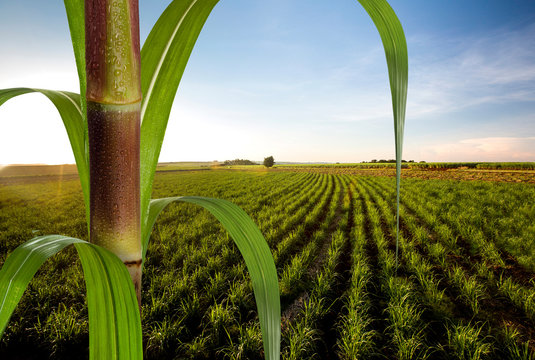 Close up sugarcane with plantation in background.