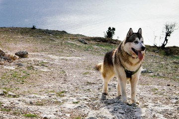 Malamute dog walking on spring mountains. Road in the mountains.