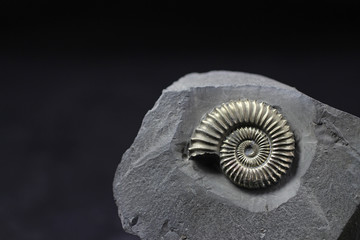 Pyrite ammonite Polymorphites from the Lower Jurassic of Herford (Northrhine-Westphalia, Germany), about 185 million years old (Lower Pliensbachian, Jamesoni-zone) © Schlotheimia