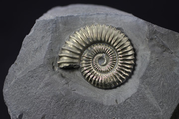 Pyrite ammonite Polymorphites from the Lower Jurassic of Herford (Northrhine-Westphalia, Germany),...