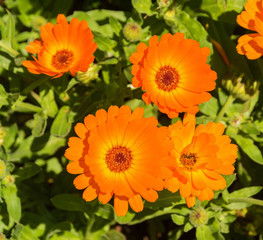 Fototapeta premium A close up of English Marigold flowers (Calendula Officinalis -an herbaceous perennial plant of the Calendula genus of family Asteraceae family)