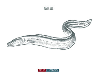 Hand drawn river eel fish isolated. Engraved style vector illustration. Template for your design works. - obrazy, fototapety, plakaty