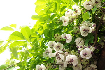 アケビの花 - Akebia flowers
