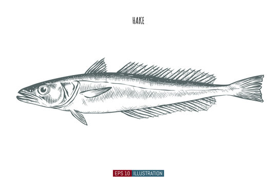 Hand drawn hake fish isolated. Engraved style vector illustration. Template for your design works.