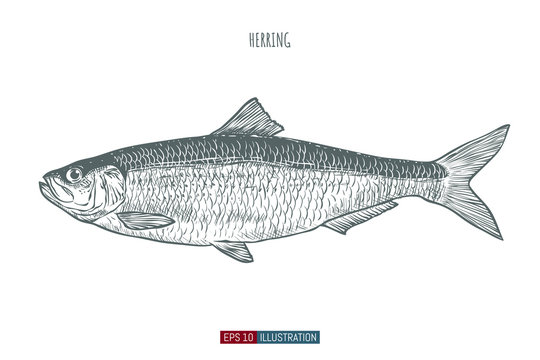 Hand drawn herring fish isolated. Engraved style vector illustration. Template for your design works.