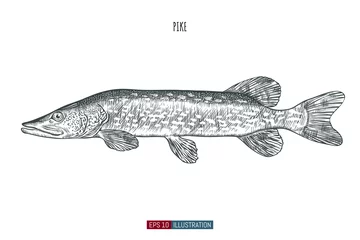 Foto op Plexiglas Hand drawn spotted pike fish isolated. Engraved style vector illustration. Template for your design works. © Oleksandr