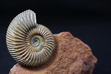 Ammonite Parkinsonia from the Bajocian (Middle Jurassic) of the Winnberg quarry near Sengenthal (Oberpfalz, Bavaria, Germany)