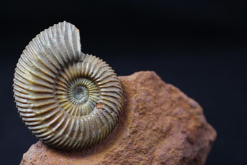 Ammonite Parkinsonia from the Bajocian (Middle Jurassic) of the Winnberg quarry near Sengenthal...