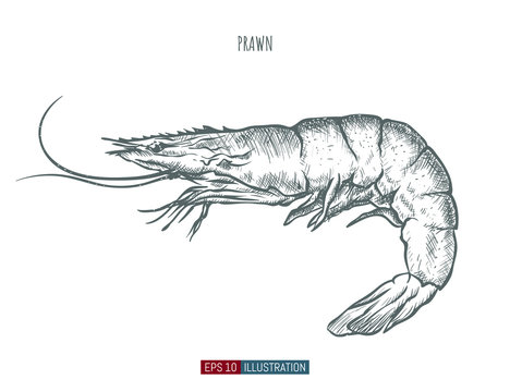 Hand drawn prawn isolated. Engraved style vector illustration. Template for your design works.