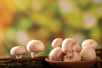Paris mushroom growing on tree