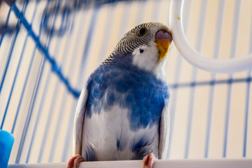 Female wavy parrot in a cage
