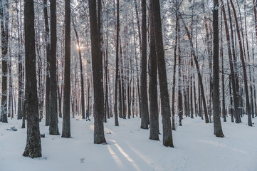 The sun's rays break through the branches of a tree. Frozen park in winter under snow. Latvia. Baltic.
