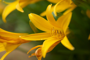 ニッコウキスゲ