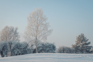 White from frost, high birch against the sky. Fairy tale of winter landscape.