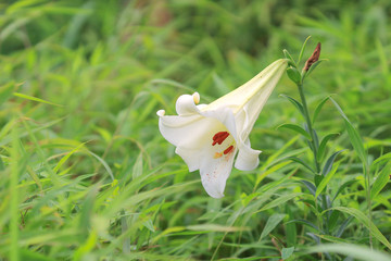 the Selective focus at the lily flower stamens.
