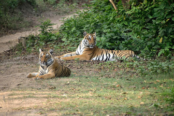 Corbett tiger reserve forest