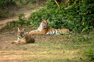 Corbett tiger reserve forest