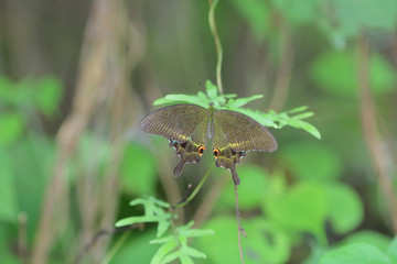 pretty brown and black striped longwing butterfly.
